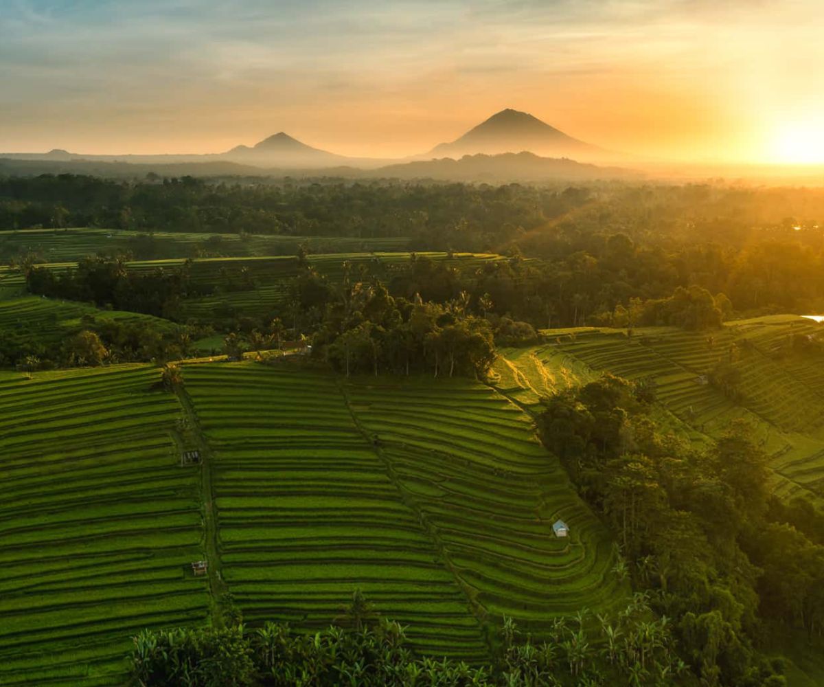 Rice Terrace Trekking Jatiluwih 5